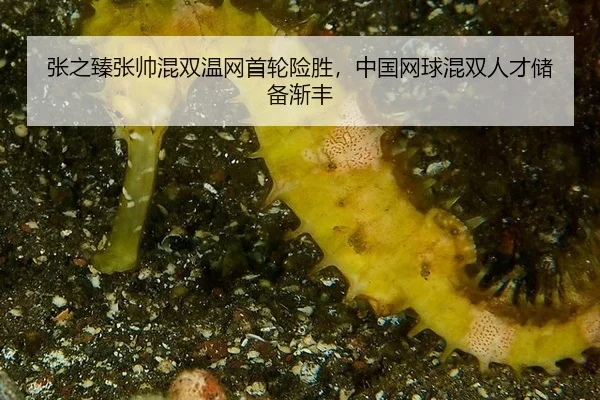 张之臻张帅混双温网首轮险胜，中国网球混双人才储备渐丰
